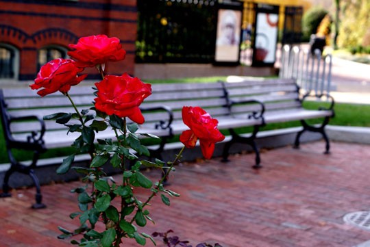 Roses are red 2