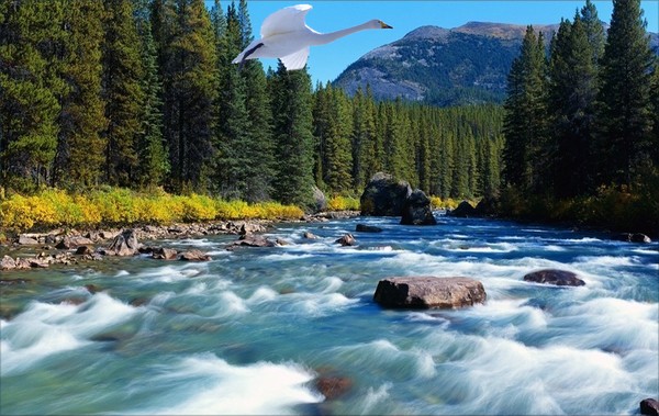 1055-Swany River