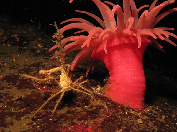 camoflauge crab