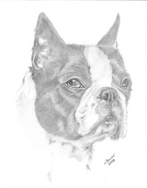 Boston Terrier