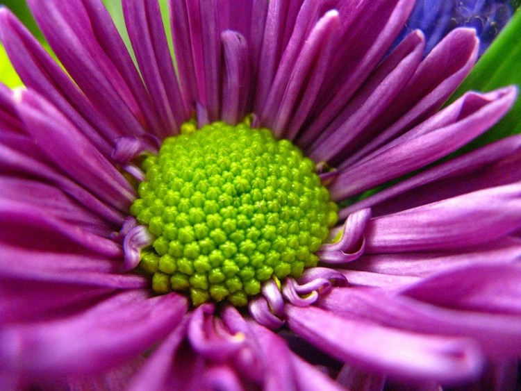 Purple & Green