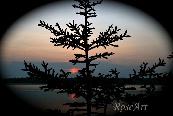 Sunset Through the Pines