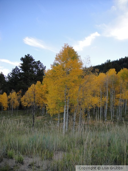 Fall Foilage Sept 2011 My camera 012