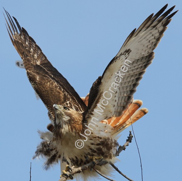 Red Tail Hawk preparing for oncoming Hawk!
