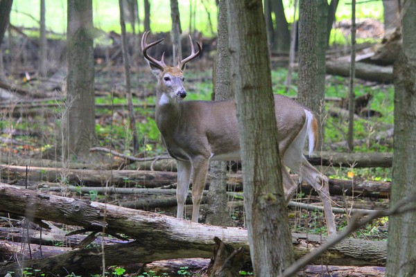 Buck striking a pose!