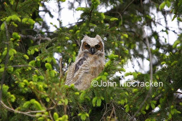 Great Horned Owlet.