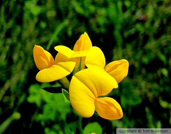 Bird's-foot trefoil