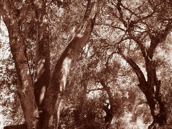 Dream Oaks