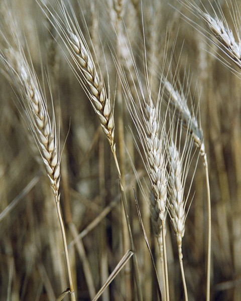 wheat
