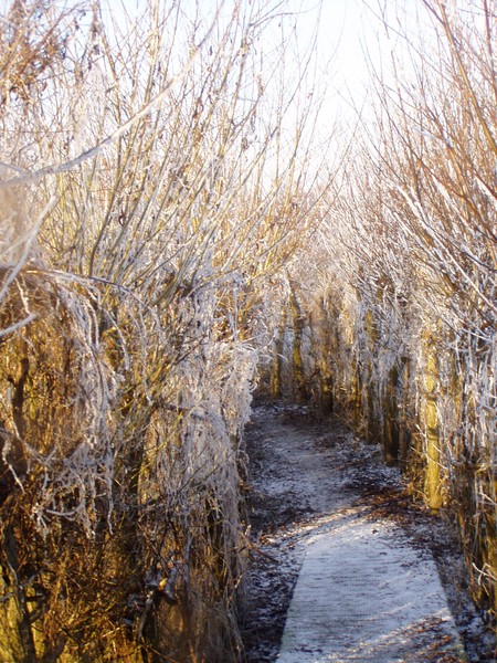 anneke winter in Friesland