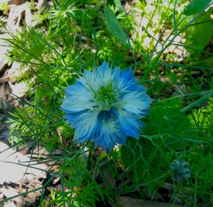 Blue Nigella