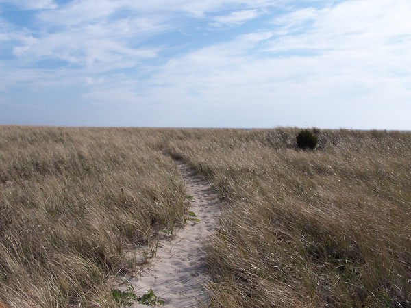 Watch Hill Beach Grass on Napatree Point