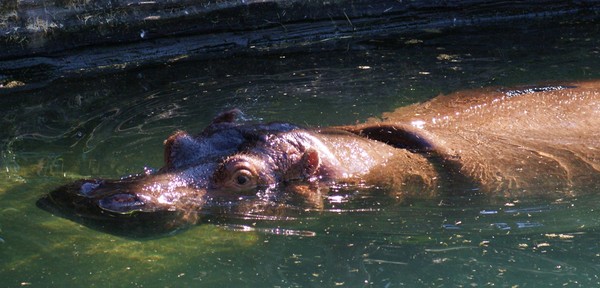 Happy Hippo
