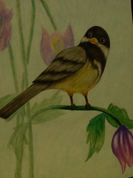 roberts artwork-finch bird