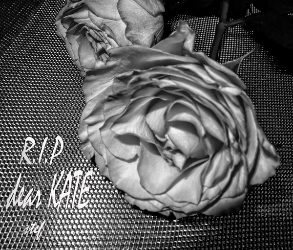 Rose for Kate