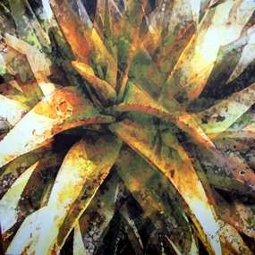 Aloe