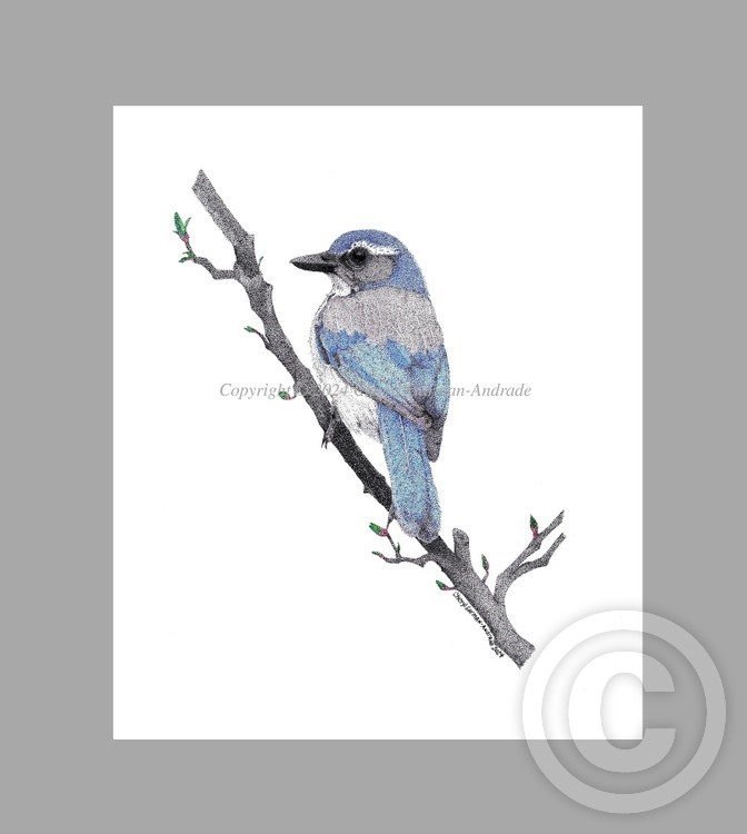 Scrub Jay Pen and Ink Pointillism