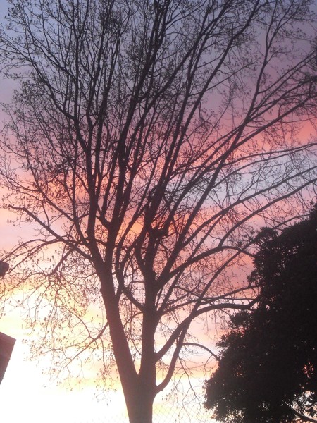Tree West
