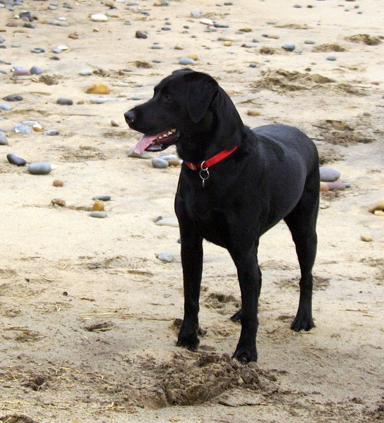 Bailey