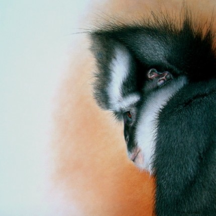 Thomas's Leaf Monkey