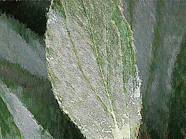 Green Leaf in Abstract