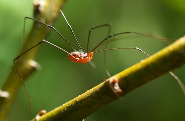 DADDY LONG LEGS