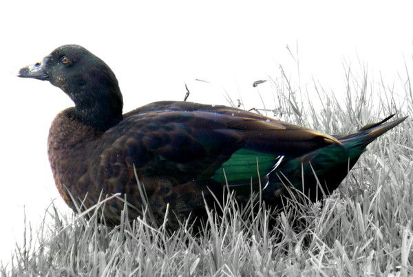 Dew Duck