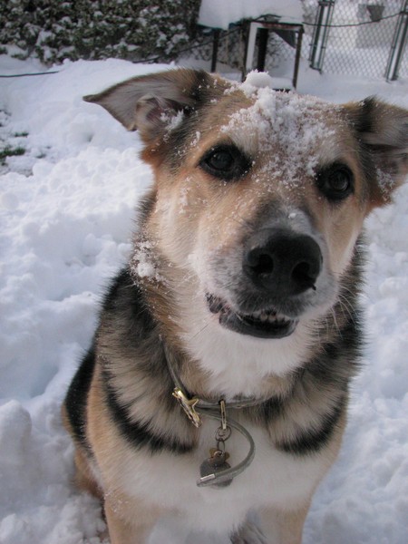 Winter Pup