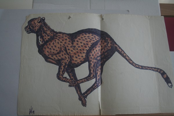 Cheetah