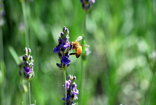 Nikon_06022009_3453