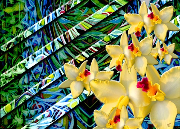 orchids 3