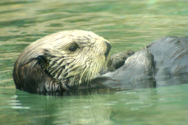 Sea Otter