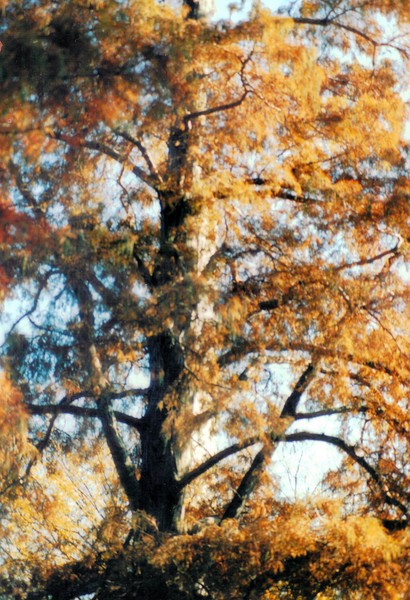 Golden Tree