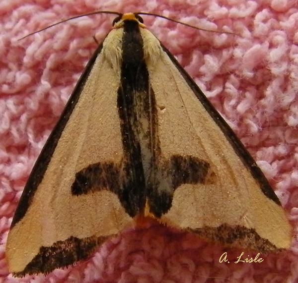 Colona Moth
