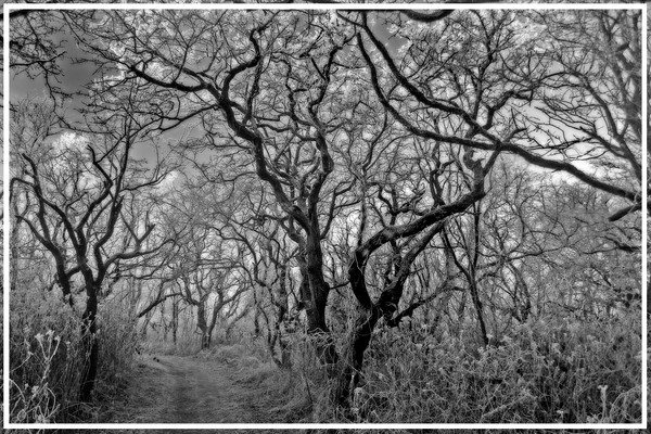 magic forest