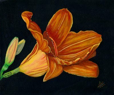 Roadside Lily Print