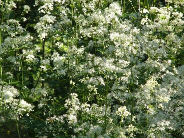 fuzzy and white