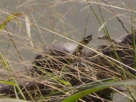 soft shelled turtle