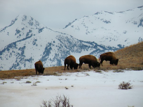 Buffalo Herd in the Tetons