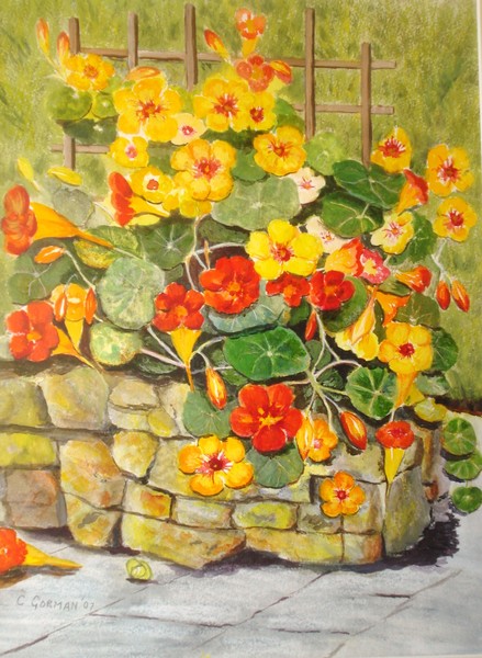 nasturtiums