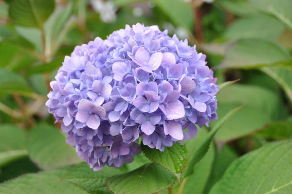 Flower after a shower