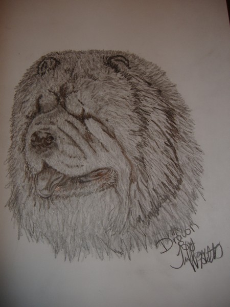 chow_chow