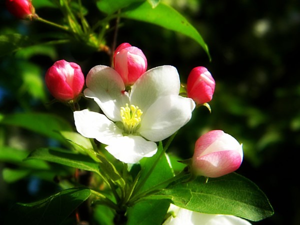 Apple Blossoms