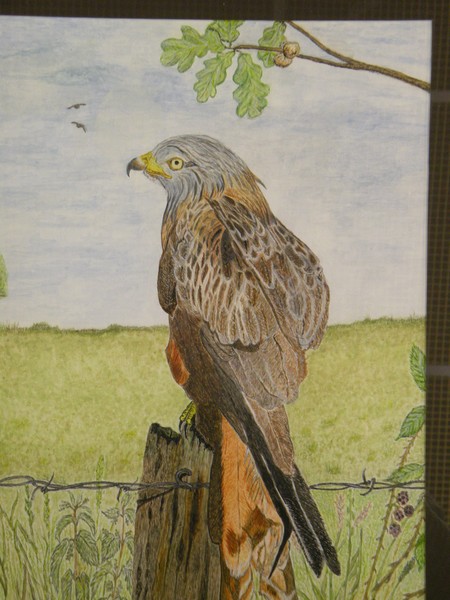A simple Red Kite