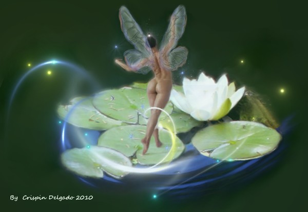 Pond Lily