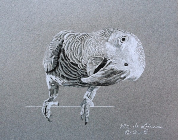 African Grey Parrot (Original Artwork Sold)