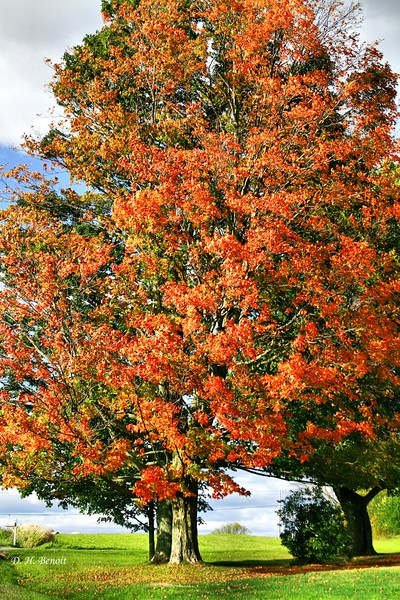 Color 2009