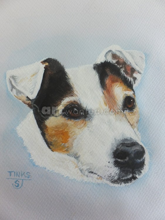 Jack Russel Terrier 