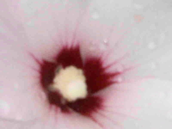 extreme close-up