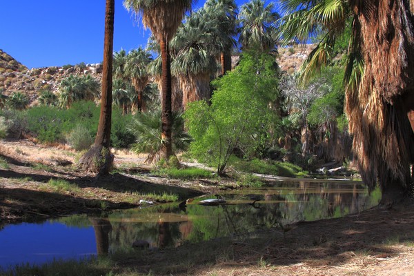 Creek in Indian Canyons, Palm Springs, CA
